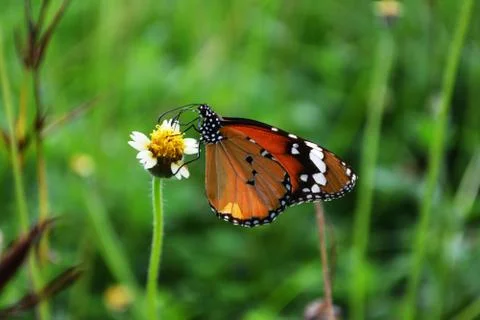 Butterfly Foto stock