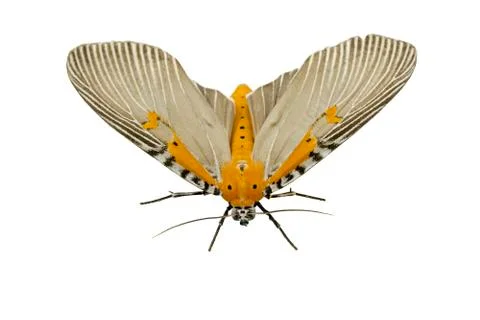 Butterfly Foto stock