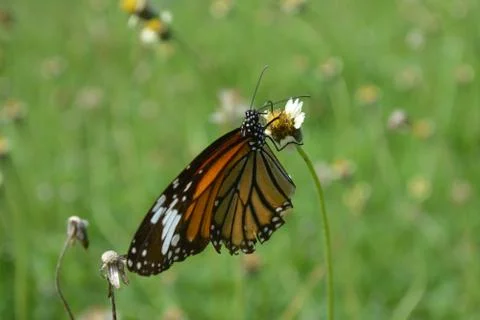Butterfly Foto stock