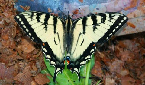 Butterfly Stock Photos