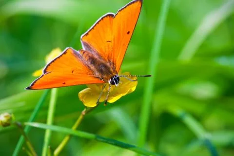 Butterfly Stock Photos