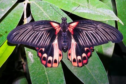 Butterfly Stock Photos