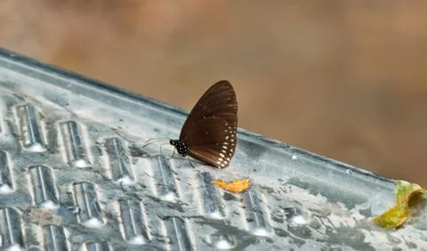 Butterfly Stock Photos