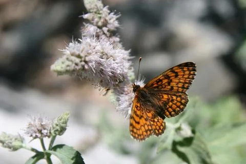 Butterfly Stock Photos