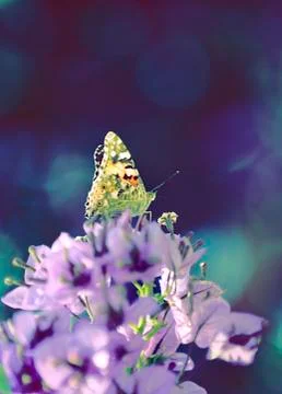 Butterfly Stock Photos