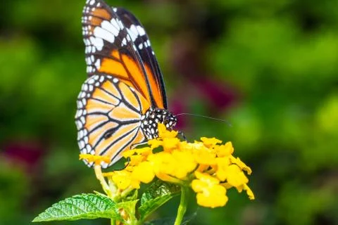 Butterfly 库存照片