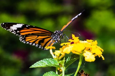 Butterfly 库存照片