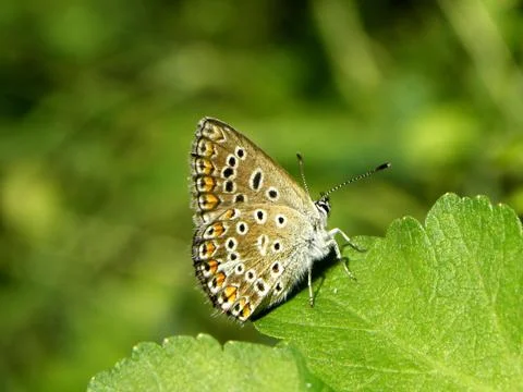 Butterfly 스톡 사진