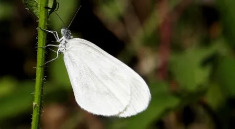 Butterfly 스톡 사진