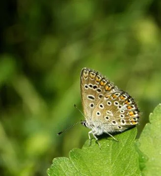 Butterfly 스톡 사진