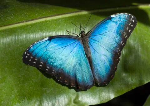 Butterfly Stock Photos