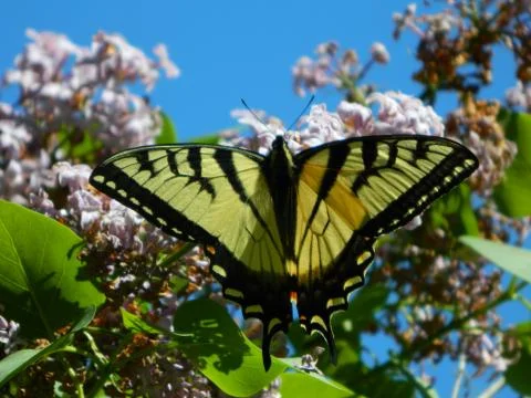 Butterfly Stock Photos