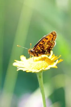 Butterfly 스톡 사진