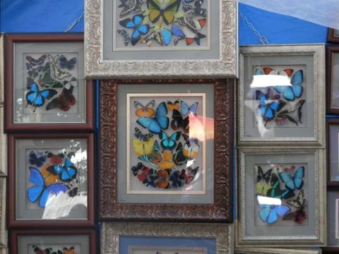 Butterfly 스톡 사진