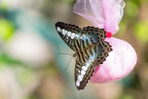 Butterfly Stock Photos