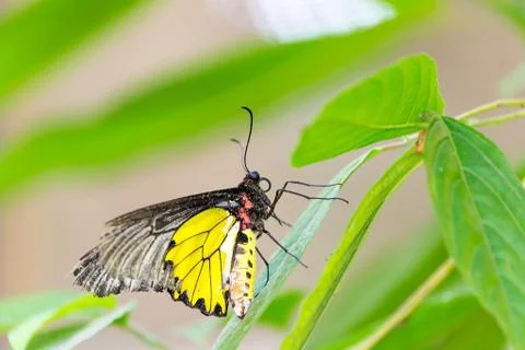 Butterfly Stock Photos