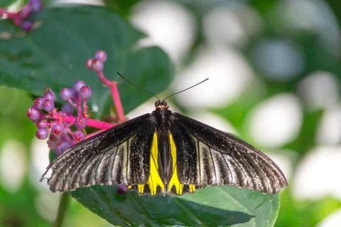 Butterfly Stock Photos