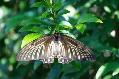 Butterfly Stock Photos