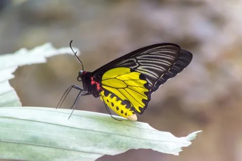 Butterfly Stock Photos
