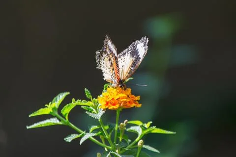 Butterfly Stock Photos