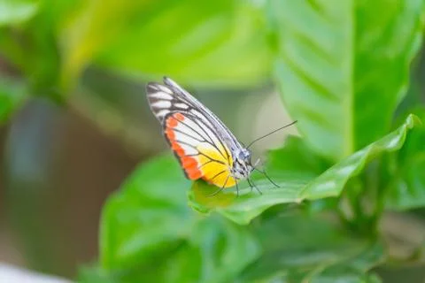 Butterfly Stock Photos