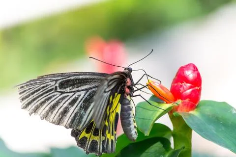 Butterfly Stock Photos