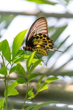 Butterfly Stock Photos