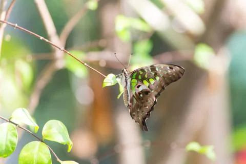 Butterfly Stock Photos