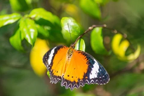 Butterfly Stock Photos