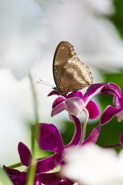 Butterfly Stock Photos
