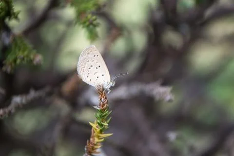 Butterfly Stock Photos