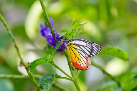 Butterfly Stock Photos