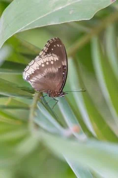 Butterfly Stock Photos