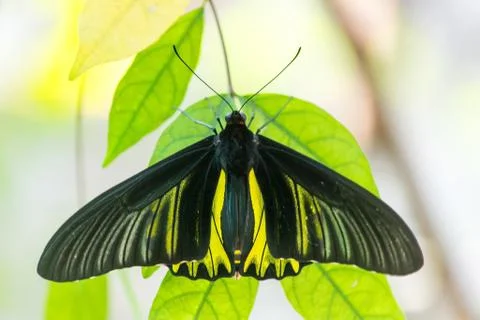 Butterfly Stock Photos