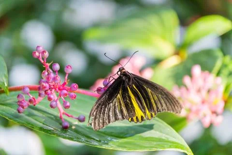 Butterfly Stock Photos