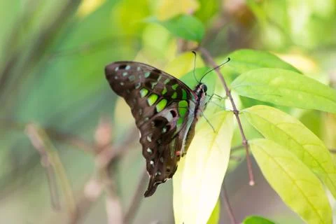 Butterfly Stock Photos