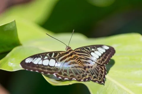 Butterfly Stock Photos