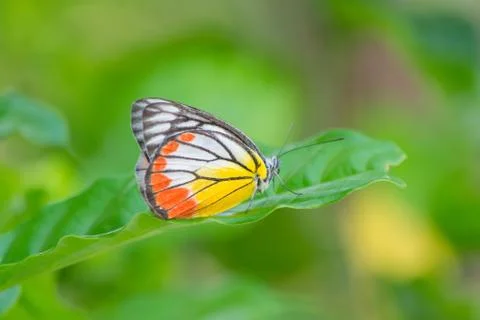 Butterfly Stock Photos