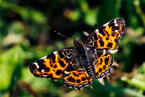 Butterfly Stock Photos