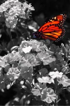 Butterfly Stock Photos