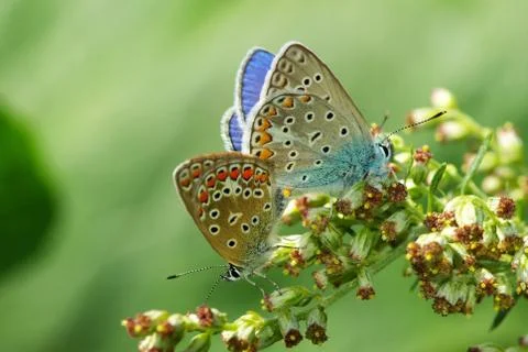 Butterfly Stock-Fotos