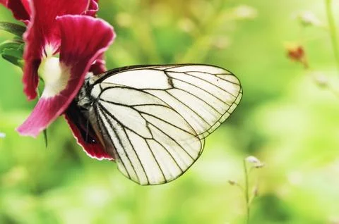 Butterfly Stock Photos