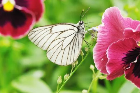 Butterfly Stock Photos