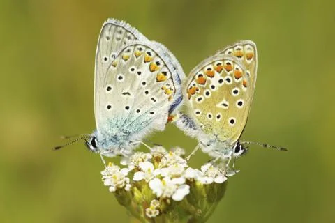 Butterfly Stock Photos
