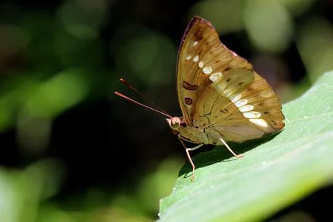 Butterfly Stock Photos
