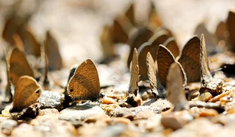 Butterfly Stock Photos