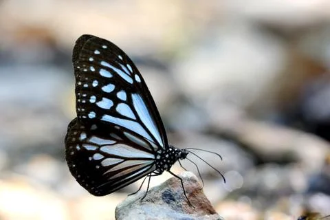 Butterfly Stock Photos