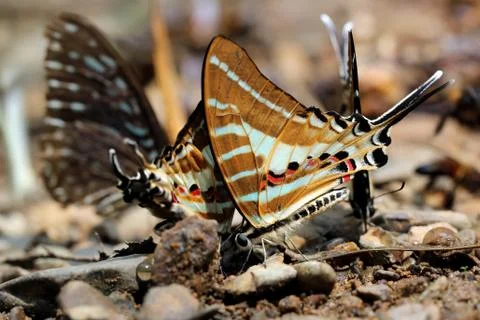 Butterfly Stock Photos