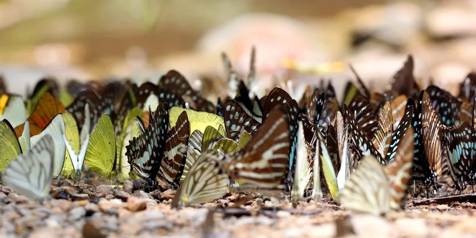 Butterfly Stock Photos
