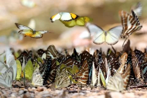 Butterfly Stock Photos